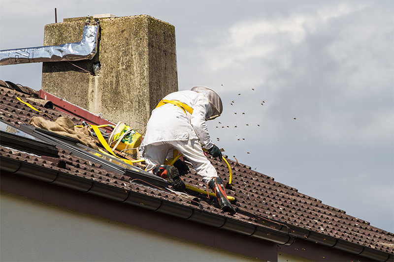 Bee Pest Control in Hitchin Hertfordshire
