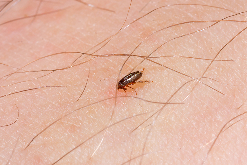 Flea Pest Control in Hitchin Hertfordshire