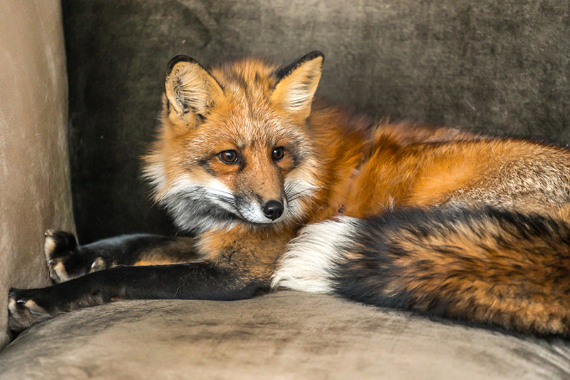 Fox Pest Control in Hitchin Hertfordshire