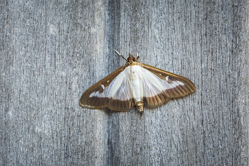 Moth Pest Control in Hitchin Hertfordshire
